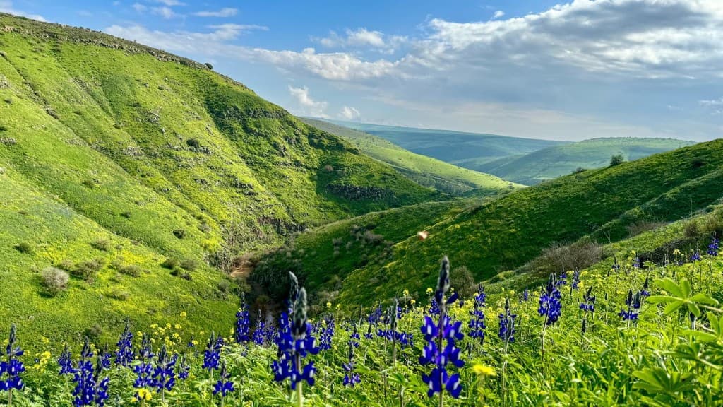 Green Galilee hills covered in blue lupine wildflowers in spring